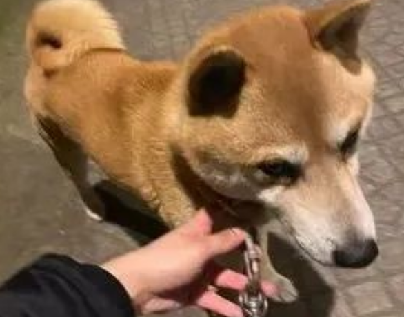 柴犬为追老婆出走两公里,最后被另一只狗找到送回! 柴犬为追老婆出走两公里,最后被另一只狗找到送回!