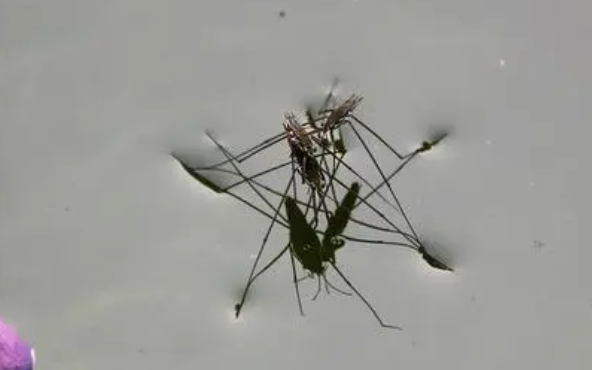 水蜘蛛：毒性危害大吗？