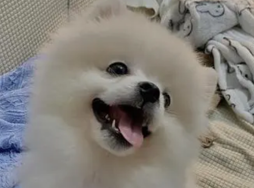 博美犬死前征兆及过程几天