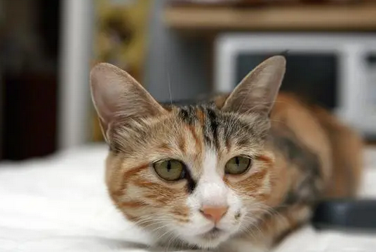 成年猫一个月吃几斤猫粮