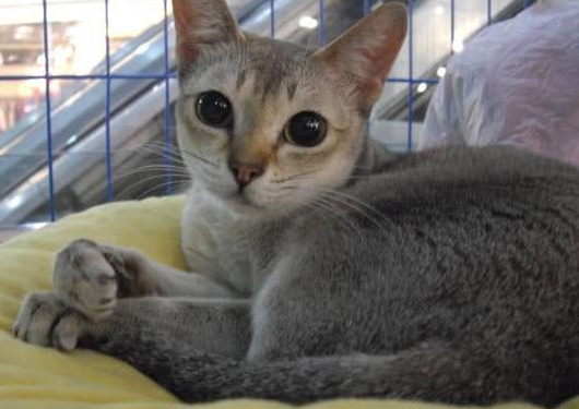夏特尔猫应该如何饲养 夏特尔猫的养护知识 夏特尔猫应该如何饲养 夏特尔猫的养护知识