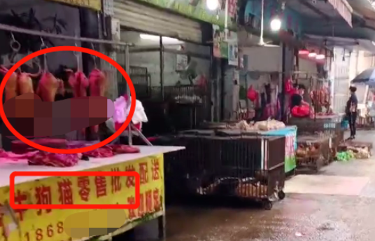 “请不要吃我的猫”:为了救猫,她成了“偷猫宰猫黑产”最怕的女人 “请不要吃我的猫”:为了救猫,她成了“偷猫宰猫黑产”最怕的女人