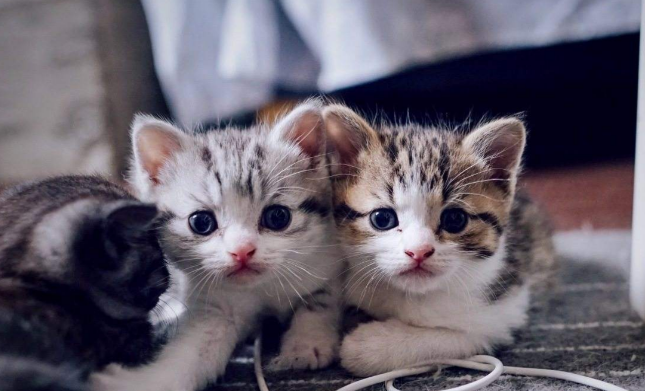 什么是星期猫？该如何选择购猫机构？