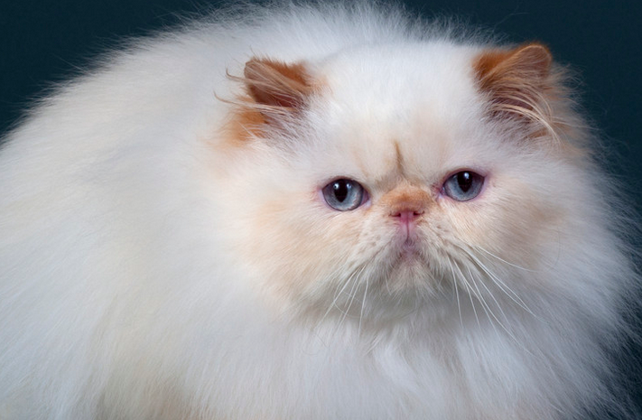 纯种波斯猫一只多少钱 纯种波斯猫一只多少钱