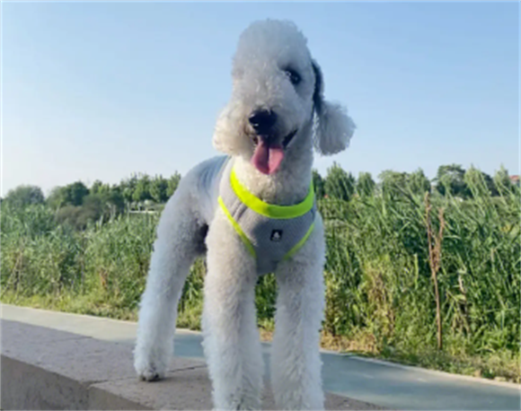 贝灵顿犬真的不能养吗 贝灵顿犬真的不能养吗