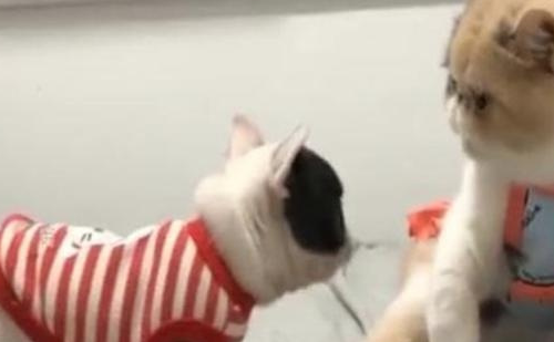 法度实际上把他看到的猫当成了他的妈妈，在他被打成脑震荡之后