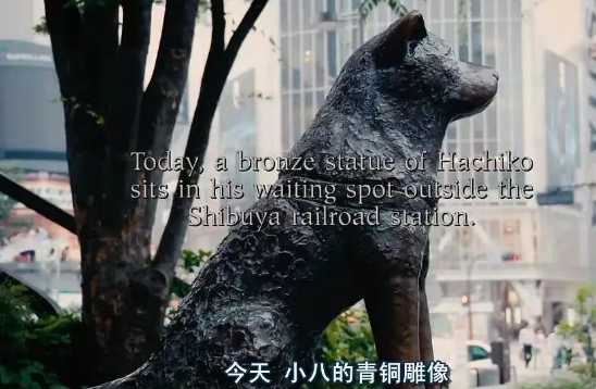 这只秋田犬用十年等待诠释了忠诚，感动了全世界