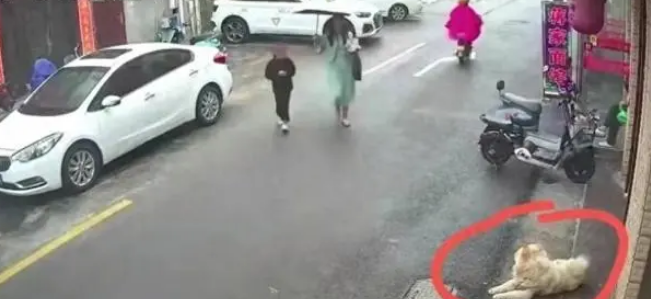 憨憨狗咬人后续:女士受重伤已赴上海治疗,三处错误恐怕难以索赔 憨憨狗咬人后续:女士受重伤已赴上海治疗,三处错误恐怕难以索赔