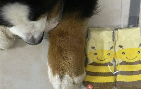 主人给狗狗买了双袜子,结果这大脚…根本穿不了一点儿! 主人给狗狗买了双袜子,结果这大脚…根本穿不了一点儿!