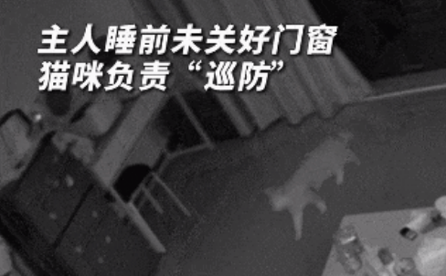 猫咪半夜发现小偷进屋,疯狂提醒主人,护主立大功! 猫咪半夜发现小偷进屋,疯狂提醒主人,护主立大功!