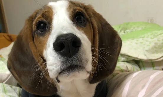 比格犬多大可以训练
