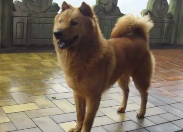 真正的纯种土狗 真正的纯种土狗
