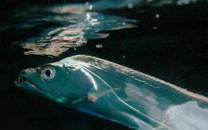 深海鱼打捞上来一定会死吗