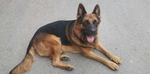 杭州一条神奇警犬,抖音播放量飙到2500万! 杭州一条神奇警犬,抖音播放量飙到2500万!