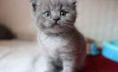 宠物蓝猫多少钱一只 宠物蓝猫多少钱一只