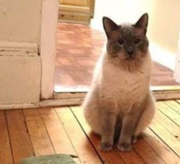 铲屎官下班后，猫咪非常急切的叫着，定睛一看，这个礼物承受不起
