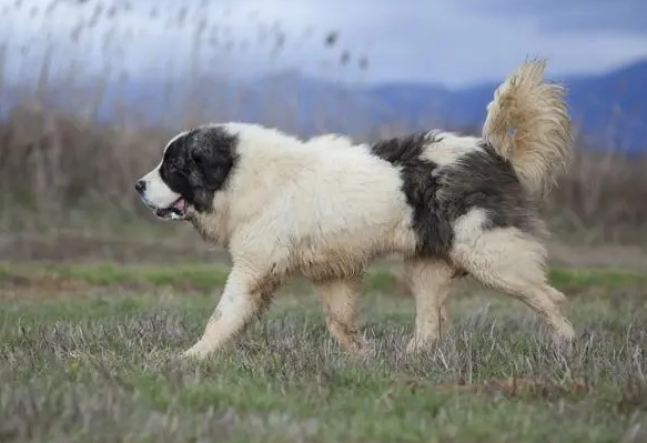 比利牛斯獒犬标准，比利牛斯獒犬养护训练及价格