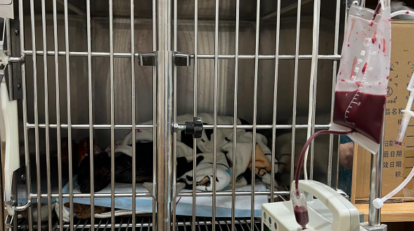 女子带金毛驱车25公里献血救杜宾,医生:情况紧急可不配型 女子带金毛驱车25公里献血救杜宾,医生:情况紧急可不配型