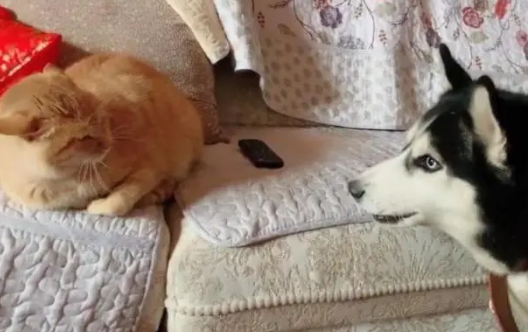 橘猫和哈士奇打架,没想到赢的居然是它? 橘猫和哈士奇打架,没想到赢的居然是它?