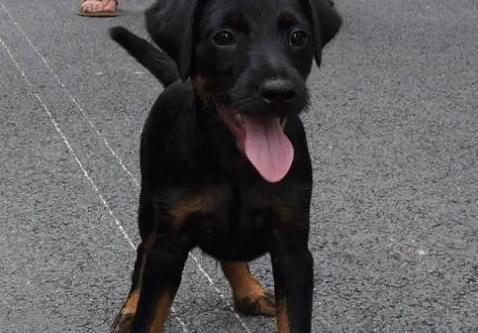 德国猎梗是嗅觉犬吗 德国猎梗是嗅觉犬吗