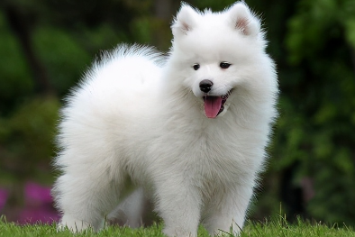 小萨摩耶犬多少钱一只 小萨摩耶犬多少钱一只