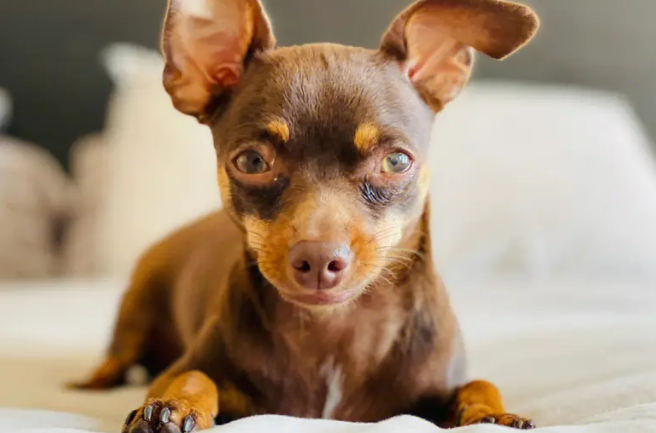 怎么看小鹿犬纯不纯 怎么看小鹿犬纯不纯