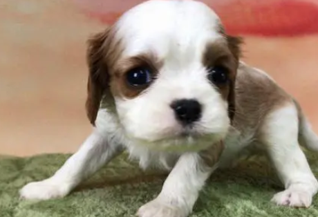 查理王小猎犬为什么很少见