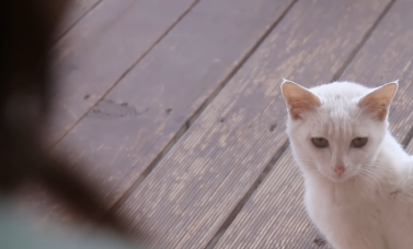 漂亮流浪猫每天上门,主人却不愿意接纳,并最终说出这样一番话 漂亮流浪猫每天上门,主人却不愿意接纳,并最终说出这样一番话
