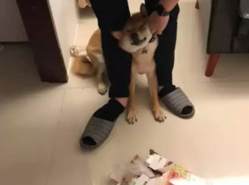 柴犬拆家被抓，主人正准备教训，不料它还有“独门绝招”：眯眯眼 