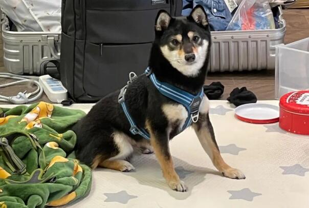 哥本哈根背带贵吗 哥本哈根背带贵吗