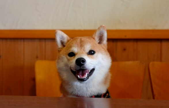 柴犬为追老婆出走两公里,最后被另一只狗找到送回! 柴犬为追老婆出走两公里,最后被另一只狗找到送回!