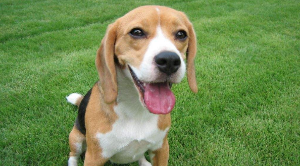 比格犬适合家养 比格犬适合家养