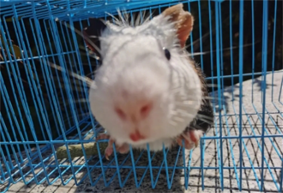 荷兰猪容不容易死
