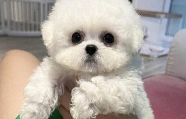 家里养了一只小比熊，给它喂了两滴蜂蜜，噩梦就开始了！