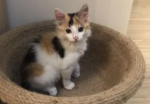 三花猫多大才认主人