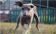 意大利灰狗好养吗?是喜欢奔跑的犬种