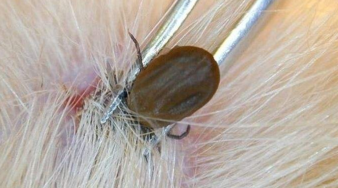 蜱虫怎么消灭用什么药 蜱虫怎么消灭用什么药