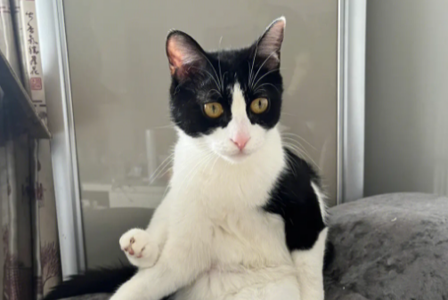 养奶牛猫好吗?奶牛猫千万不能养 养奶牛猫好吗?奶牛猫千万不能养