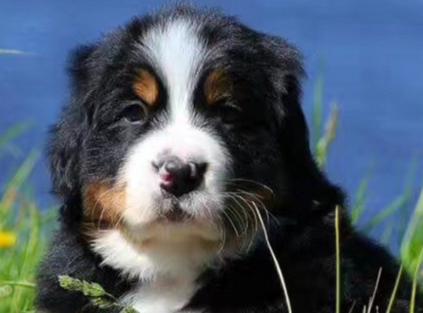 伯恩山犬智商高吗 狗狗智商排行榜