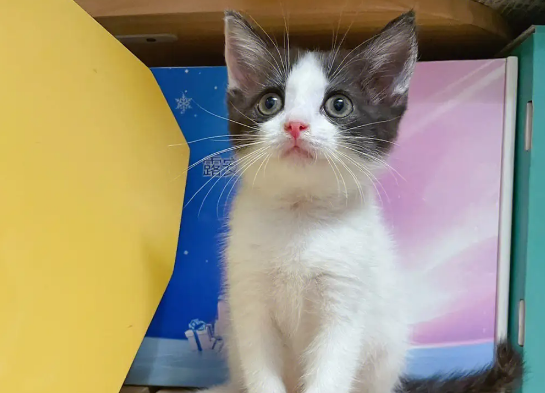 英短奶牛猫多少人民币一只,英短奶牛猫的优点和缺点 英短奶牛猫多少人民币一只,英短奶牛猫的优点和缺点
