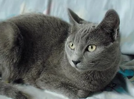 夏特尔猫的外观与体形介绍 夏特尔猫的外观与体形介绍
