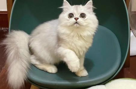 长毛猫为啥毛变短了