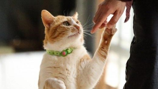 为何年轻人热衷养猫?_宠界新闻