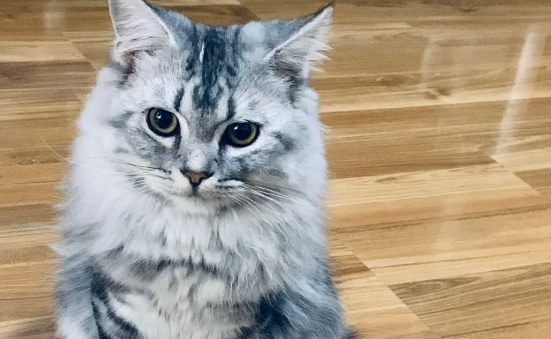返祖现象?猫咪返祖会有这些表现哦 返祖现象?猫咪返祖会有这些表现哦