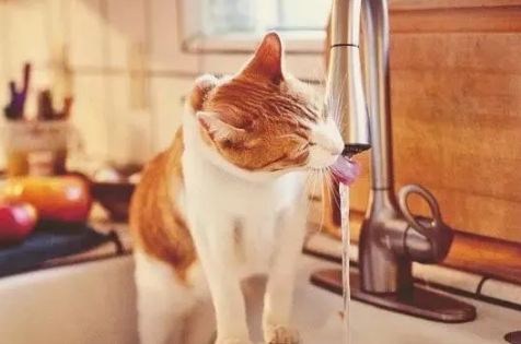 小猫咪喝水多、尿尿多，是生病了吗？我好担心啊！