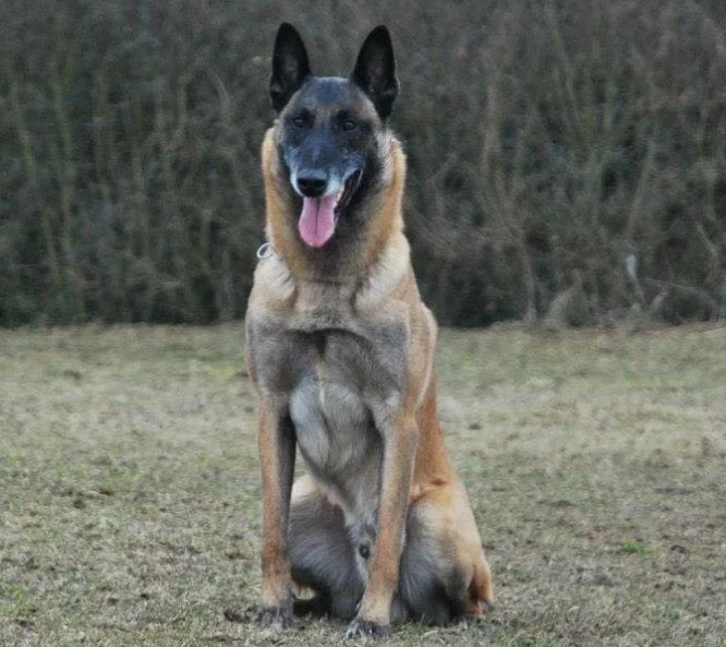 拥有百年历史的的犬，全世界警犬中的新贵～马犬