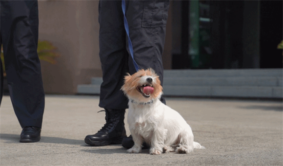 超减压！一起围观网红缉毒犬“小玖”的家