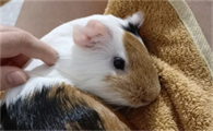 荷兰猪吃什么蔬菜
