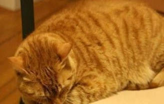 猫咪帮主人“检测”天花板质量,跳上去瞬间开裂,网友:大橘为重 猫咪帮主人“检测”天花板质量,跳上去瞬间开裂,网友:大橘为重