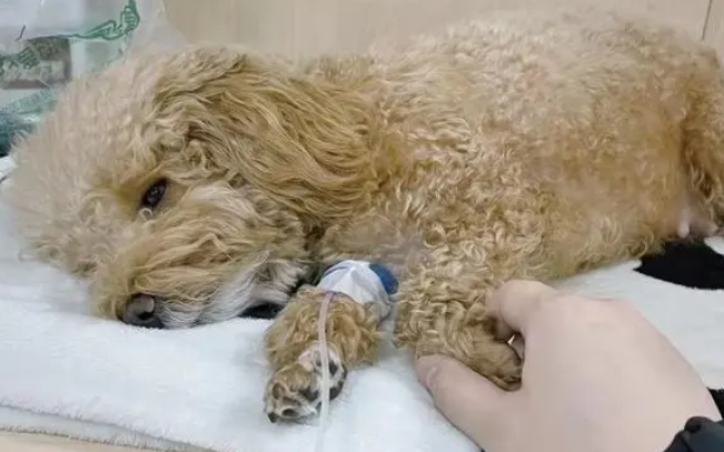 慢性胰腺炎的4大症状